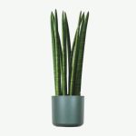 plants ecommerce product featured img 10